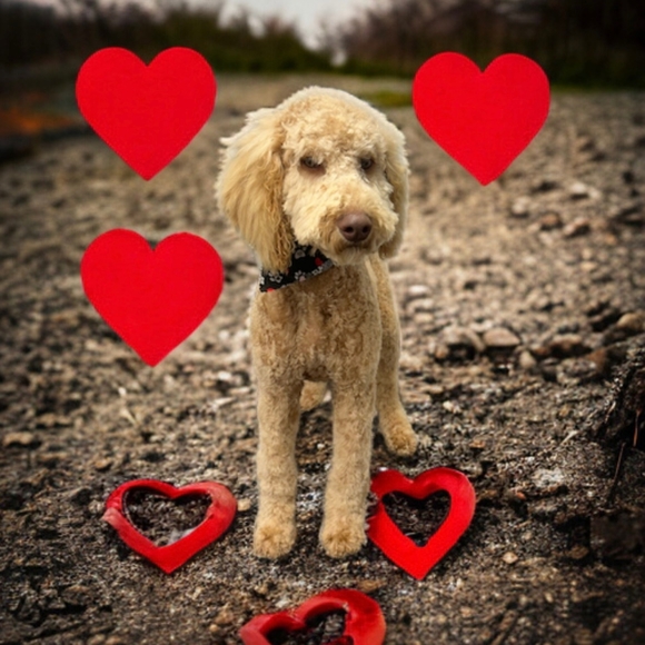 Meet your Posher, Emma - Picture 2 of 4